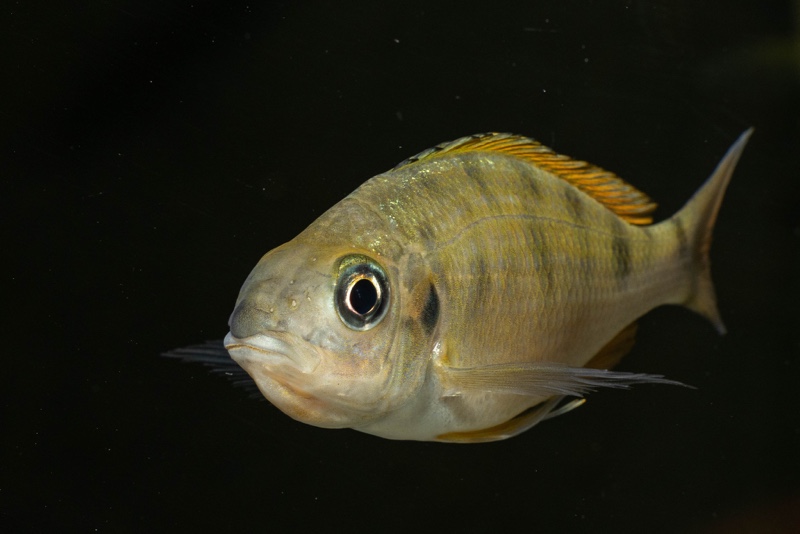 Ophthalmotilapia nasuta 'Kipili'